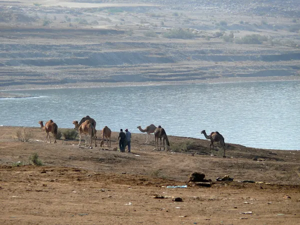 Hombres desconocidos que conducen camellos a lo largo de la costa del Mar Muerto en Ammán, Jordania - 6 de noviembre de 2008 . — Foto de Stock