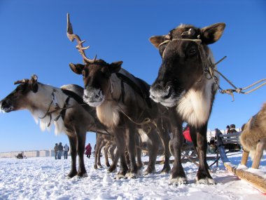 Reindeers in harness. National holiday. Strangers in the background.