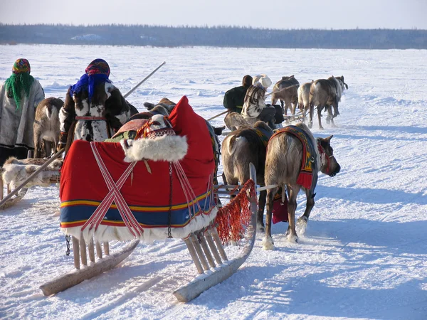 Kuzey sakinleri Ulusal kostümleri. Ren geyiği Sleds çekmek. ulusal tatil. — Stok fotoğraf