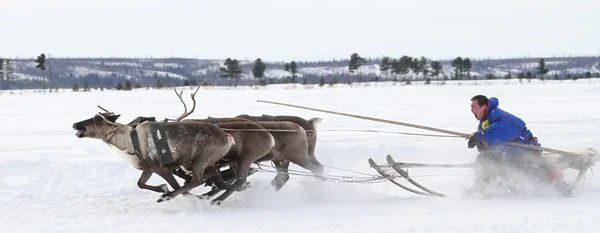 Unknown man controls the deer he took part in a sports event. National Holiday - Day of the reindeer herders. — Stock Photo, Image