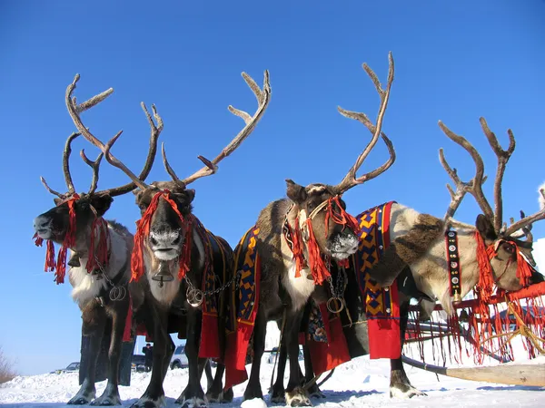 National holiday. Reindeers in harness. — Stock Photo, Image