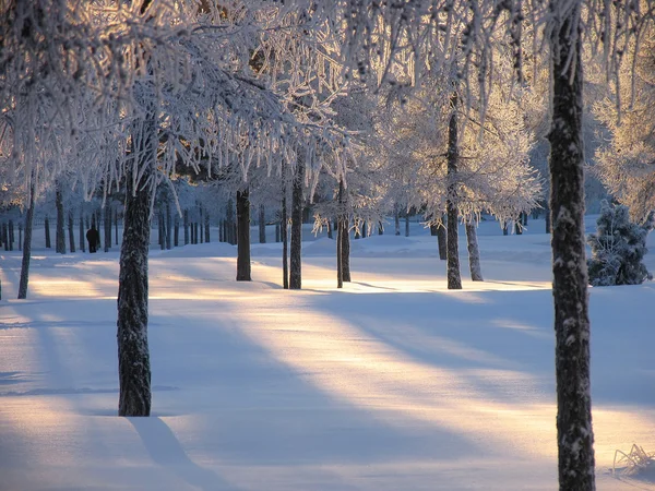 Ein unbekannter Mann, der einen Pfad entlanggeht. Wald. Winterlandschaft der Natur. — Stockfoto