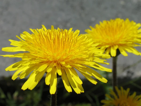 Taraxacum officinale, flores de perto . — Fotografia de Stock