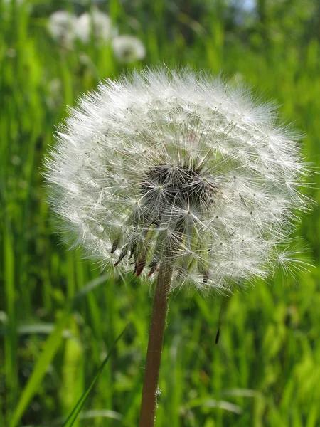 Taraxacum officinale flowers close up. — Stock Photo, Image