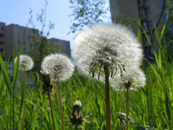 Taraxacum officinale, flores de perto . — Fotografia de Stock