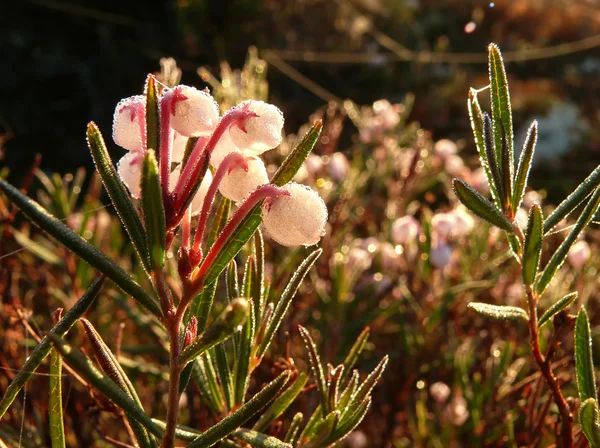 Vaccinium vitis-idaea, flowers closeup. — Stock Photo, Image