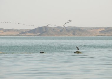 Afrika. Yalnız heron Nil kıyısında. gökyüzündeki kuşlar sürüsü.