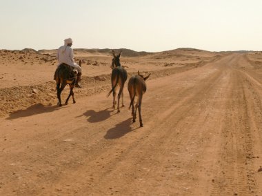 bir eşek ve hala yürütmektedir iki eşek arkalarındaki wadi içinde-halfa, sudan - 20 Kasım 2008 at binme bilinmeyen bir adam. sahara çöl çalışan yol.