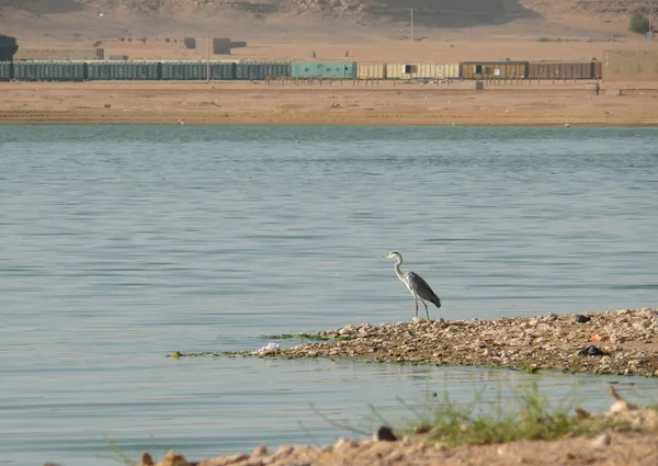 Africa. Lonely heron on the banks of the Nile. — Stock Photo, Image
