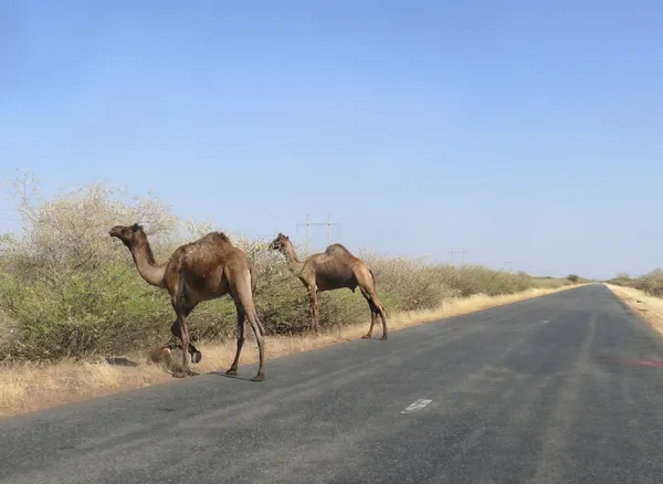 The road between Wadi Halfa and Khartoum. — Stock Photo, Image