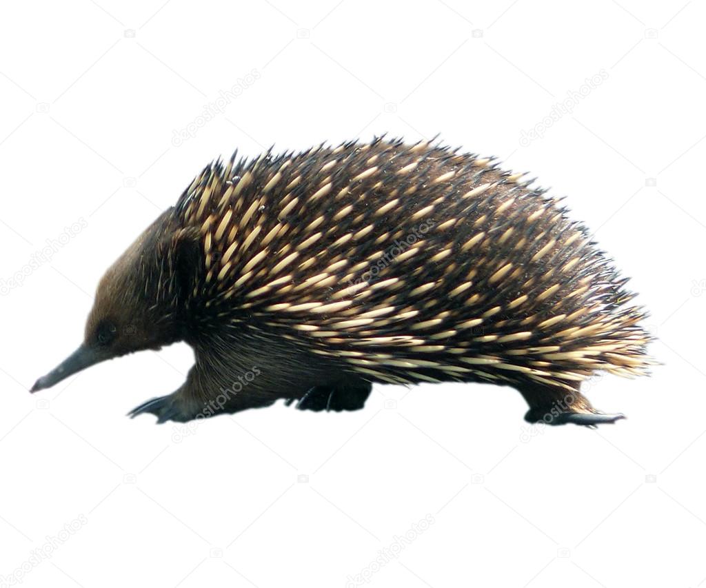 Echidna crosses road on a white background.