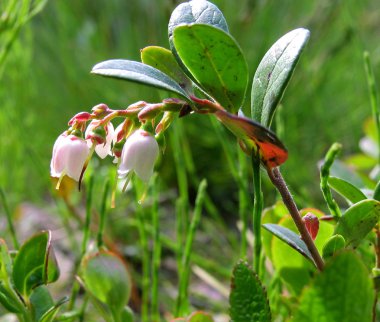 Vaccinium vitis-idaea. İsveç kirazı çiçek portre.