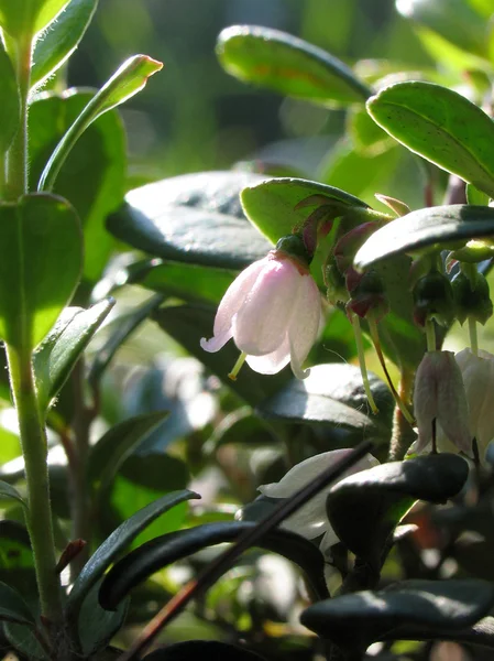 Vaccinium vitis-idaea. Lingonberry flowers closeup. — Stock Photo, Image