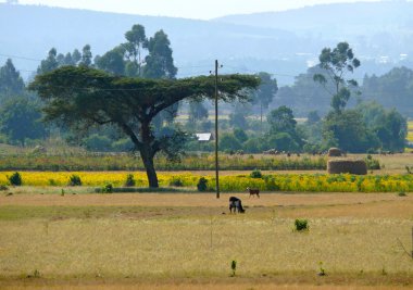 Bure, Etiyopya - 24 Kasım 2008: bure, Etiyopya - Kasım 24, 2008 yılında Sarı çiçekli tarla. yabancılarla inek otlatmak. İnekler arazide.