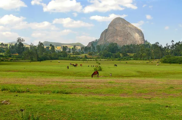 Afrika, Etiyopya. Dağlar inanılmaz şekilli. Çimenlik. Atlar ot yiyor..