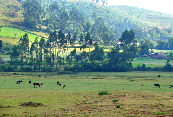 África, Etiopía. Naturaleza paisajística. El pasto. Los caballos comen hierba. . —  Fotos de Stock