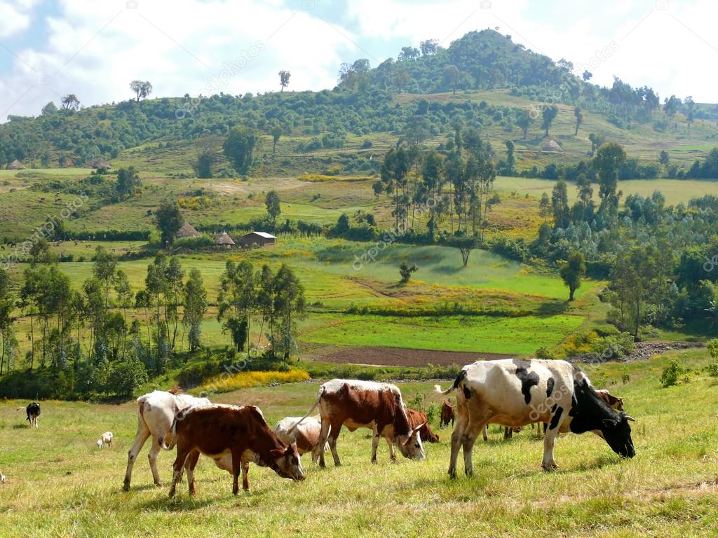 Africa, Ethiopia. Landscape nature. Pasture. Cows eat grass.
