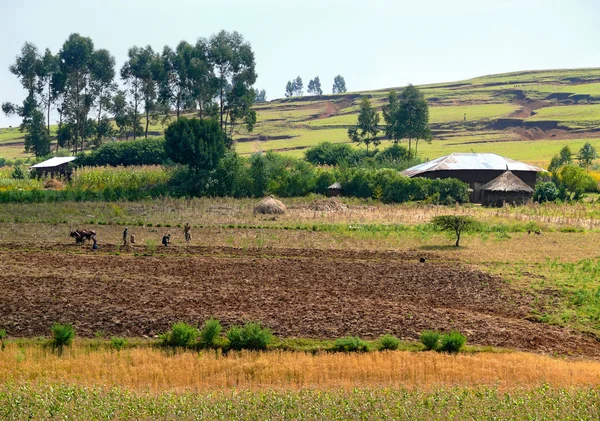 Tarım. alanında çalışan insanlar. köy finote silam. Afrika, Etiyopya. — Stok fotoğraf