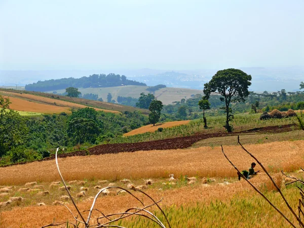 Agricultura. Pessoas que trabalham no terreno. África, Etiópia, Jiga — Fotografia de Stock