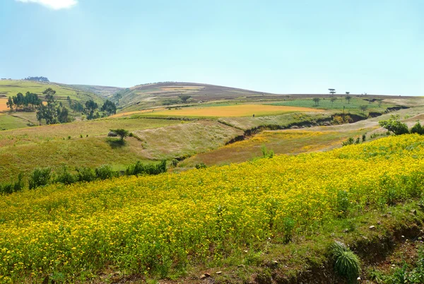 Afrique, Ethiopie. Paysage de la nature africaine. Montagnes, vallées et bois . — Photo