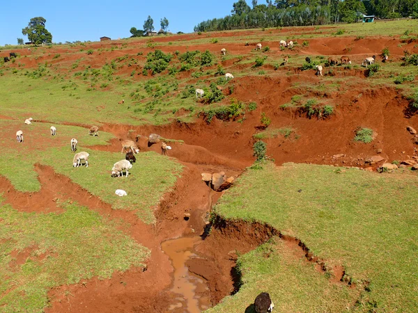Gårdens djur betar på en äng med fläckar av intorkad floden. Afrika, Etiopien. — Stockfoto