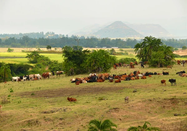 Эфиопские коровы на пастбище. Природный пейзаж: поле и луг. Африка, Эфиопия . — стоковое фото