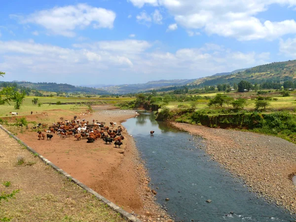 Ethiopian cows on watering the river. Africa, Ethiopia. — 图库照片