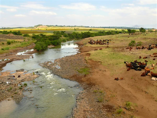 Ethiopian cows on watering the river. Africa, Ethiopia. — Stock Photo, Image