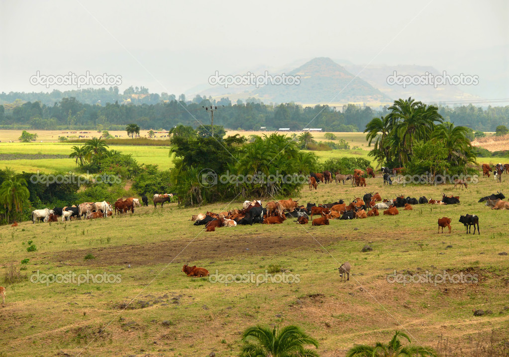 Ethiopian cows on the pasture. Nature landscape: field and meadow. Africa, Ethiopia.