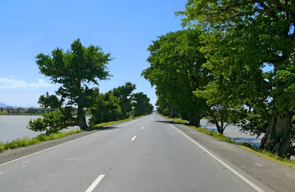 在尼罗河沿岸的道路。沿着路边的异想天开树木。非洲埃塞俄比亚. — 图库照片