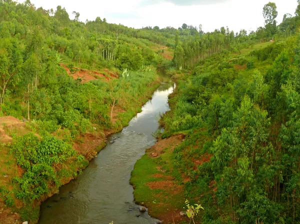 Rio Nilo cercado por floresta. Natureza paisagística. África, Ethio — Fotografia de Stock