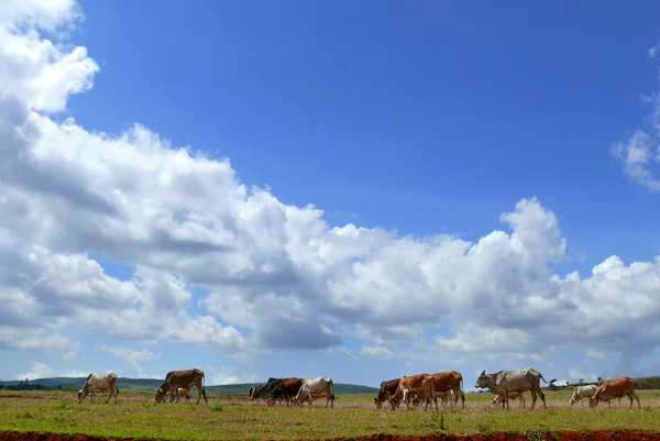 Cows in a pasture not far away Moiale. Africa, Ethiopia. — Stock Photo, Image