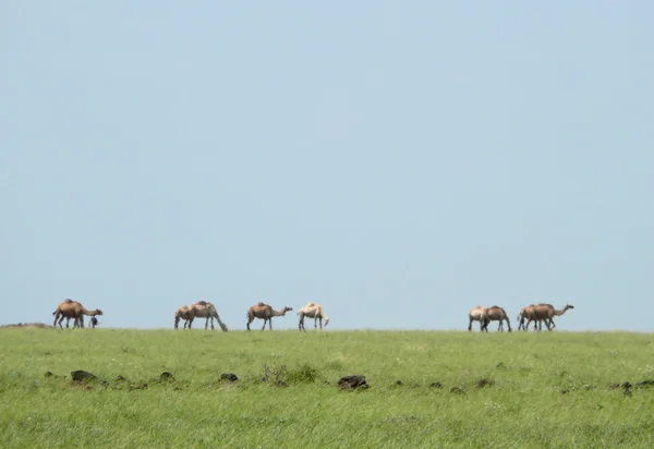 Peisaj natural. Cămile în ceaţă. Africa, Kenya . — Fotografie, imagine de stoc