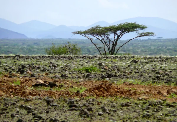 自然景观。远处的群山。孤独的树，在山的背景上。非洲肯尼亚. — 图库照片