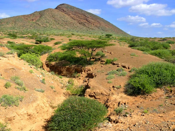 Horská krajina přírody. Afrika, Keňa. — Stock fotografie