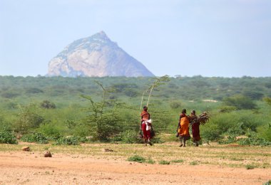isiolo, kenya - 28 Kasım 2008: kadınların vahşi Afrika kabile tsonga odun kadar saklamak. doğa üzerinde günlük aktivitelerini Yerel sakinleri.