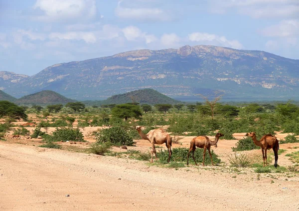 Camels in Kenya, Africa. Mountain landscape. Plants and trees around. — Stock Photo, Image