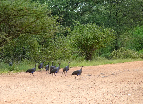 Dzierzba perliczki. Samburu. (acryllium vulturinum). — Zdjęcie stockowe