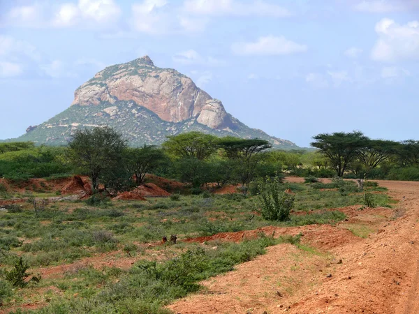 Dağlar. doğa manzara. bitkiler ve ağaçlar. Afrika, kenya. — Stok fotoğraf