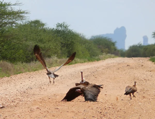 A flock of vultures. Landscape nature. Africa, Kenya. — Stock Photo, Image