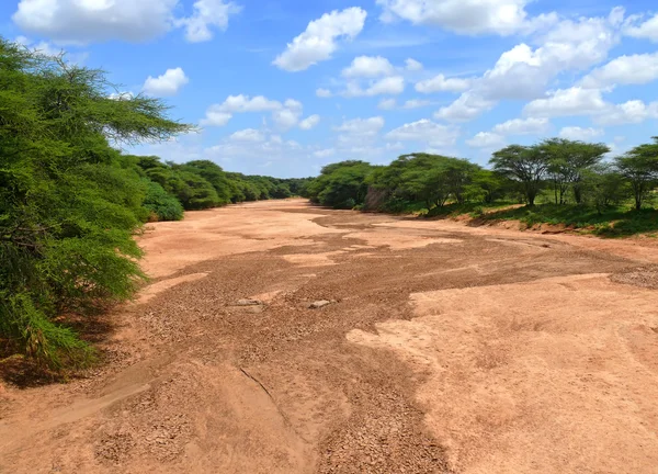 Suche koryto rzeki. Natura krajobrazu. Afryka, Kenia. — Zdjęcie stockowe