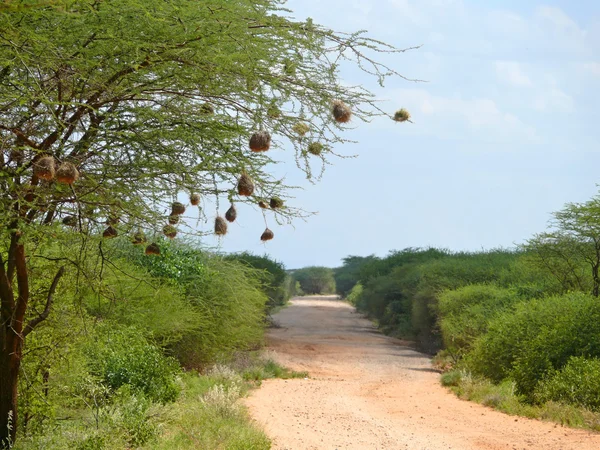 Baum mit Vogelnestern. Landschaftspflege. Afrika, Kenia. — Stockfoto