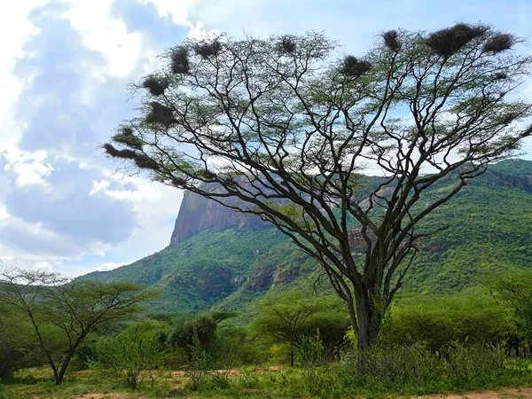 Träd med fågelbon. Bergen. Landskaps natur. Afrika, Kenya — Stockfoto