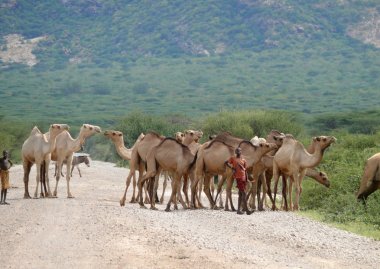 isiolo, kenya - 28 Kasım 2008: iki bilinmeyen erkekler - sığır drovers orada isiolo, kenya - 28 Kasım 2008 yılında deve sürüsü ile. arka planda dağlar.