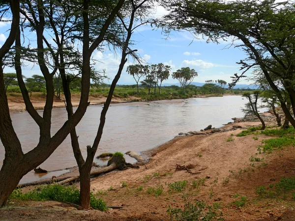 Nehir ve çevresinde ağaçlar. Afrika. Kenya. — Stok fotoğraf