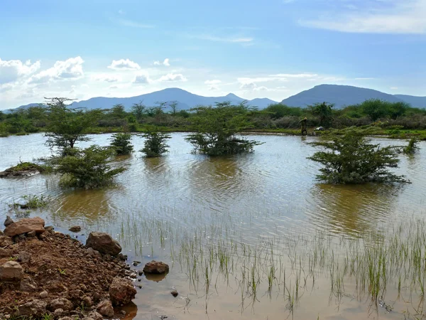 Nehir ve çevresinde ağaçlar. arka planda dağlar. Afrika. Kenya. — Stok fotoğraf