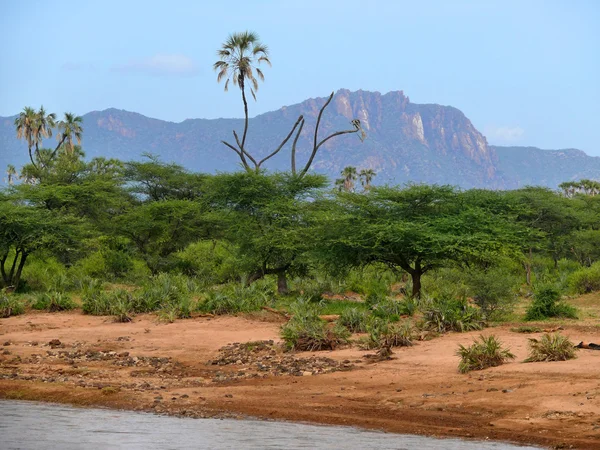Fluss und Bäume ringsum. Berge im Hintergrund. Afrika. Kenia. — Stockfoto