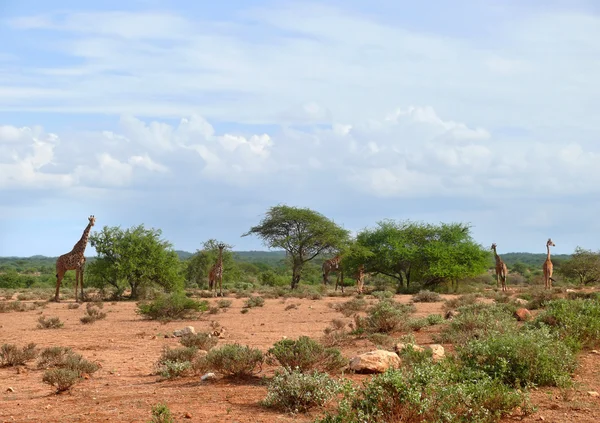 Африка. Кения. Фото жирафа в саванне . — стоковое фото