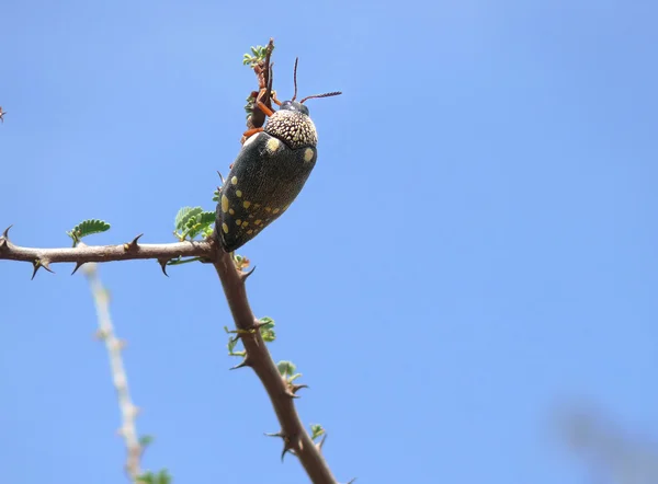 Käferkadaver auf dem Ast. Makrofotografie. Afrika, Kenia — Stockfoto