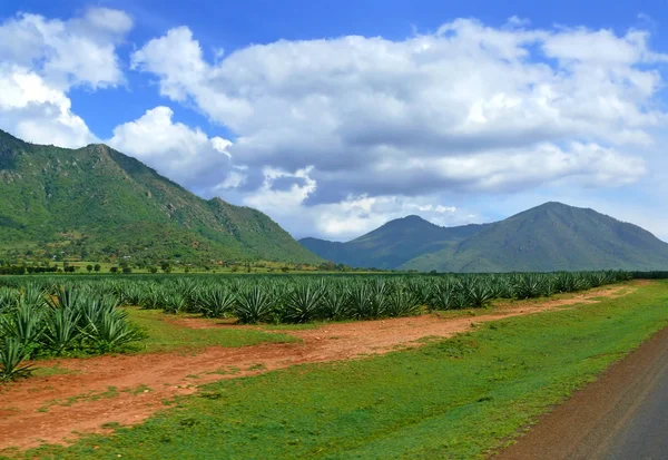 Trip to Africa, Tanzania. The road. The landscape scenery around — Stock Photo, Image